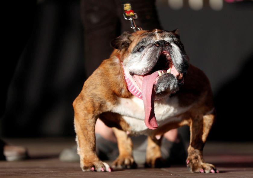 Zsa Zsa - ο πιο άσχημος σκύλος του κόσμου